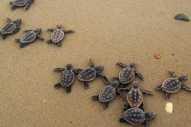 Turtle Release Playa Blanca - Authentic Experiences and Genuine Value