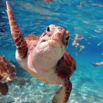 Turtle Sightseeing at Akumal & Underground Caves Tour - Final Thoughts: Who Is This Tour Best For?
