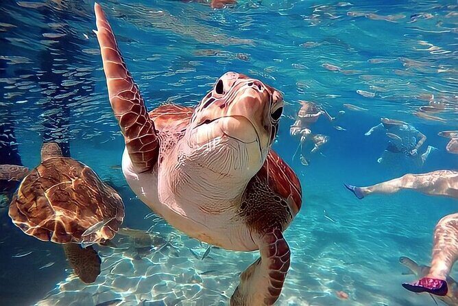 Turtle Sightseeing at Akumal & Underground Caves Tour - Final Thoughts: Who Is This Tour Best For?