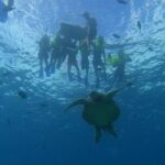 Turtle Snorkeling and Dole Plantation Guided Tour In Oahu - FAQs