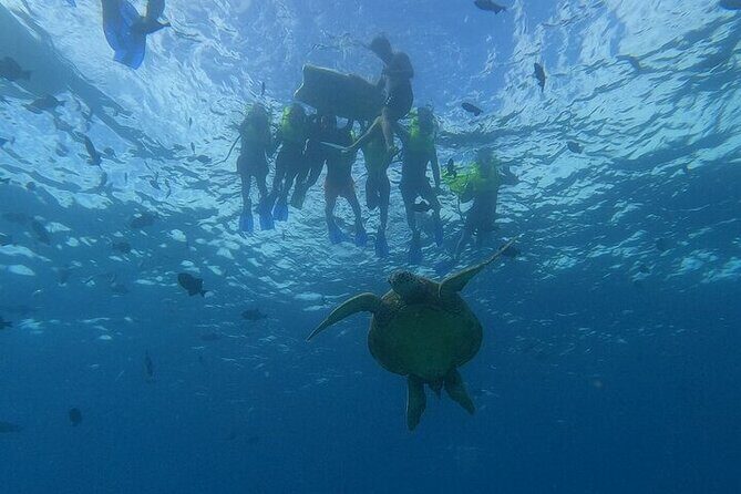 Turtle Snorkeling and Dole Plantation Guided Tour In Oahu - FAQs
