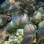 Turtle Town Clear Kayak & Snorkel Tour (10:30am-1pm) - FAQs