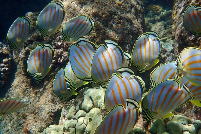 Turtle Town Clear Kayak & Snorkel Tour (10:30am-1pm) - FAQs