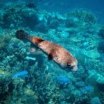 Turtle Town Snorkel with Photo and Video - The Authentic Maui Experience