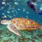 Turtles and Cenote snorkeling activity from Riviera Maya - Authentic Encounters and Authenticity