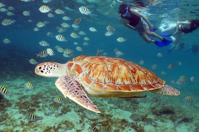 Turtles and Cenote snorkeling activity from Riviera Maya - Authentic Encounters and Authenticity