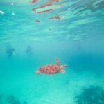 Turtles & Cenote! Half Day from Riviera Maya & Playa del Carmen - A Closer Look at the Experience