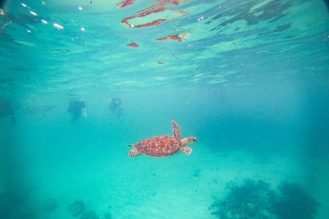 Turtles & Cenote! Half Day from Riviera Maya & Playa del Carmen - A Closer Look at the Experience