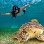 Turtles & Tulum Ruins! Round Transportation from Tulum City - Who Should Consider This Tour?