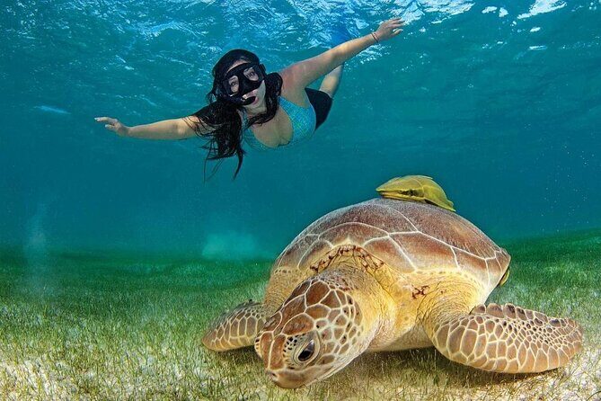 Turtles & Tulum Ruins! Round Transportation from Tulum City - Who Should Consider This Tour?