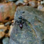 Two days orangutans adventure in Gunung Leuser - Authentic Encounters and Highlights