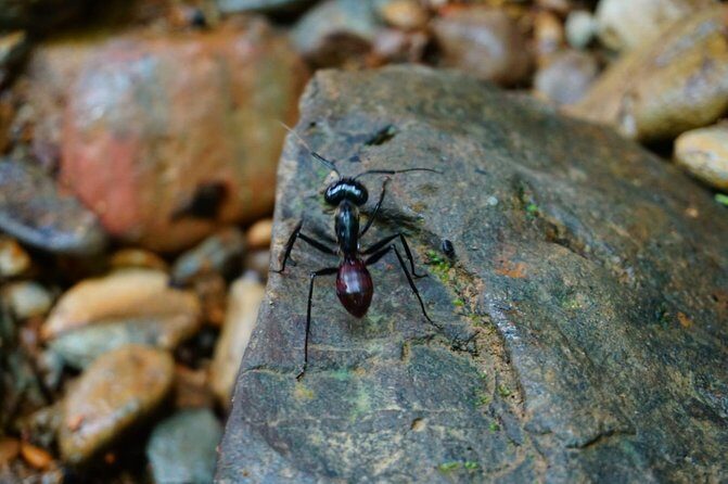 Two days orangutans adventure in Gunung Leuser - Authentic Encounters and Highlights