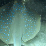 Two Fun Dives for Certified Divers in Koh Kood or Koh Rang - Authentic Reviews: What Divers Say