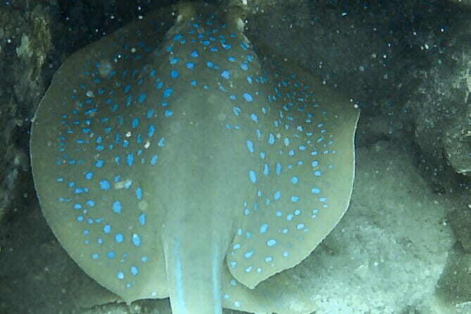 Two Fun Dives for Certified Divers in Koh Kood or Koh Rang - Authentic Reviews: What Divers Say