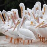 Two-Hour Everglades Dolphin, Manatee and Birding Boat Tour - Who Should Book This Tour?