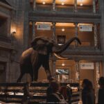 Two Smithsonian Museums Private Tour: American & Natural History - The Sum Up