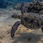 Two Tank Wreck and Drift Dive in Oahu - Frequently Asked Questions