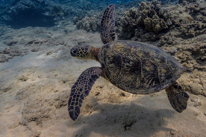 Two Tank Wreck and Drift Dive in Oahu - Frequently Asked Questions