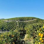 U-Pick - Tangerine and Lemon Picking at Sunmist Tangerine Farm - Why We Recommend It