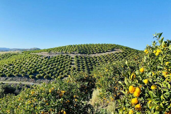 U-Pick - Tangerine and Lemon Picking at Sunmist Tangerine Farm - Why We Recommend It