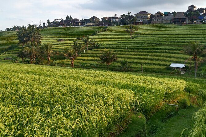 Ubud : ATV Bali Quad Bike Adventure - Exploring the Ubud ATV Bali Quad Bike Adventure: An In-Depth Review