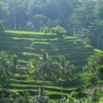 Ubud Experience ; Swing, Waterfalls, Art Market, Rice Terrace - Who Would Love This Tour?