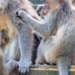 Ubud Full Day Private Tour with All Inclusive - What Makes This Tour Stand Out?