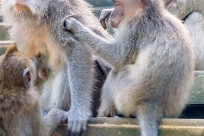 Ubud Full Day Private Tour with All Inclusive - What Makes This Tour Stand Out?