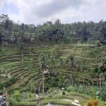 Ubud, Kintamani Volcanos Bali tour - An In-Depth Look at the Ubud, Kintamani Volcano Tour