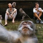 Ubud Tour-All Inclusive with Jungle Swing And Lunch - What This Tour Means for You