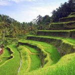 Ubud Tour - Best of Ubud - All Inclusive - The Itinerary in Detail: What to Expect at Each Stop