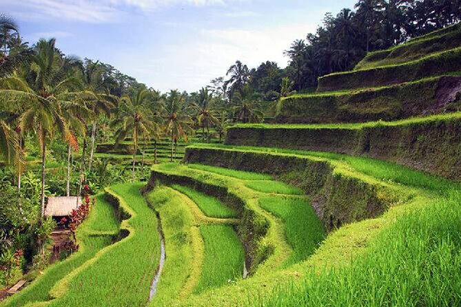 Ubud Tour - Best of Ubud - All Inclusive - The Itinerary in Detail: What to Expect at Each Stop