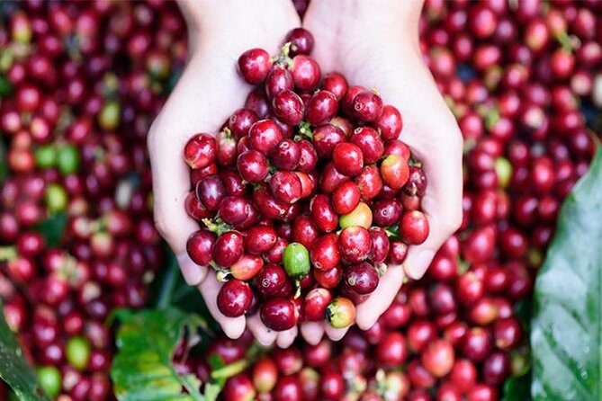 Ubud Tours: Culture, Palace, Temple, Rice field walks, Local show, Monkey Forest - The Sum Up