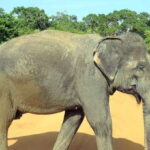 Udawalawa National Park - 4*4 Private Safari Jeep Tour - Who Would Love This Tour?