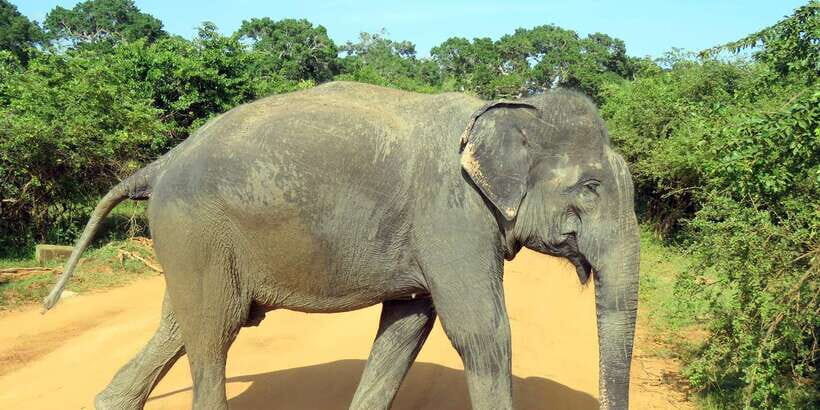 Udawalawa National Park - 4*4 Private Safari Jeep Tour - Who Would Love This Tour?