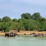 Udawalawa National Park: All Inclusive Safari Day Tour - Who Should Consider This Tour?