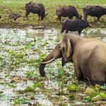 Udawalawa National Park Day Tour - Final Thoughts: Is This Tour Right for You?