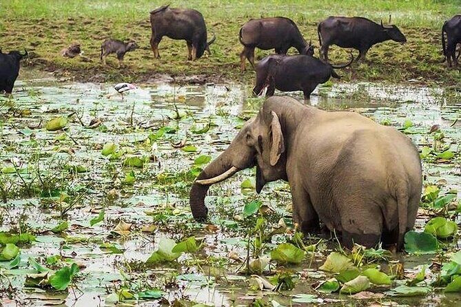 Udawalawa National Park Day Tour - Final Thoughts: Is This Tour Right for You?