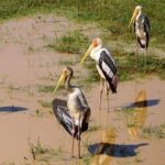 Udawalawa National Park half day Safari - Who Will Love This Tour?