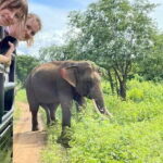 Udawalawa National Park: Morning Afternoon Safari - Why This Safari Stands Out