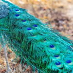 Udawalawa National Park: Private Safari - Frequently Asked Questions