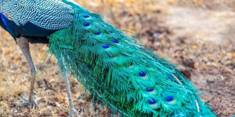 Udawalawa National Park: Private Safari - Frequently Asked Questions