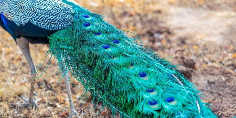 Udawalawa National Park: Private Safari - Frequently Asked Questions