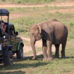 Udawalawa National Park Safari - Detailed Review of the Udawalawe National Park Safari Experience
