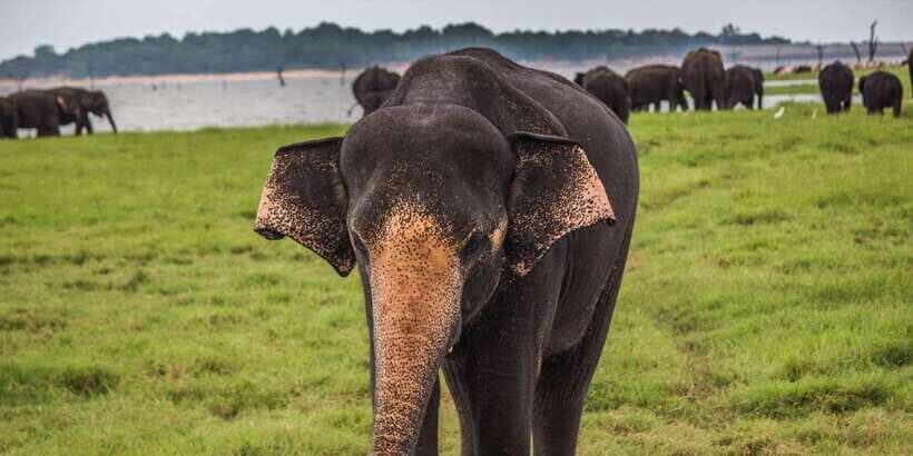 Udawalawa: Private Udawalawa National Park Safari Tour - A Closer Look at the Safari Experience