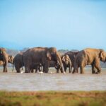 Udawalawa Safari Drive From Galle, Weligama, Mirissa & Dickwella - A Deep Dive into the Udawalawe Safari Experience