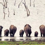 Udawalawe Elephant Safari and Orphanage Tour Shore Excursions - Authentic Traveler Perspectives