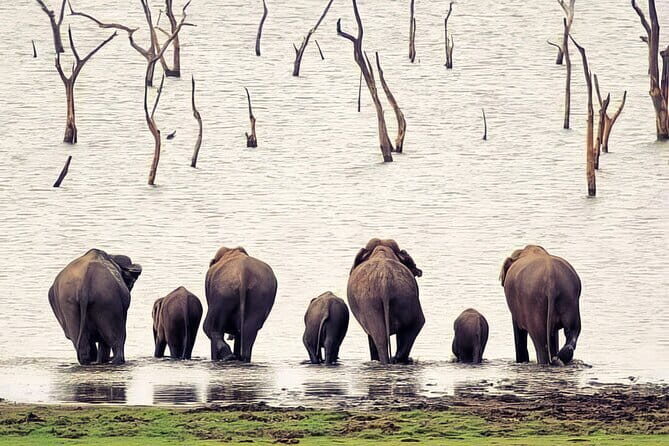 Udawalawe Elephant Safari and Orphanage Tour Shore Excursions - Authentic Traveler Perspectives