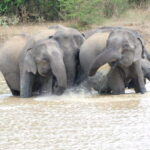 Udawalawe Elephants Safari Tour from Hambantota port - Who Will Love This Tour?