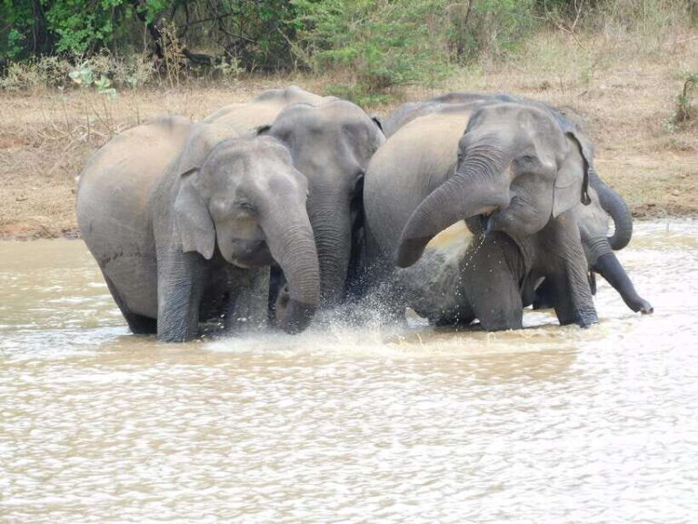 Udawalawe Elephants Safari Tour from Hambantota port - Who Will Love This Tour?